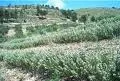 Origano di Sicilia 100g